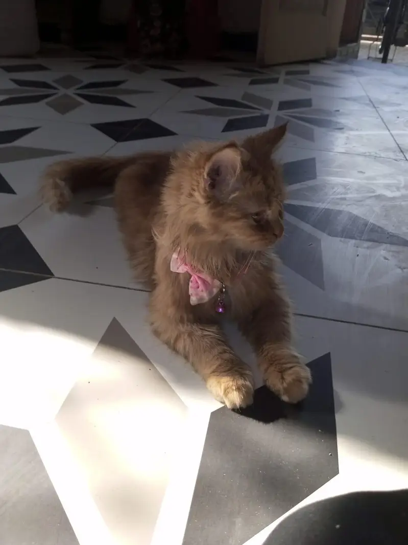 Persian Orange Kitten for Sale — photo 7