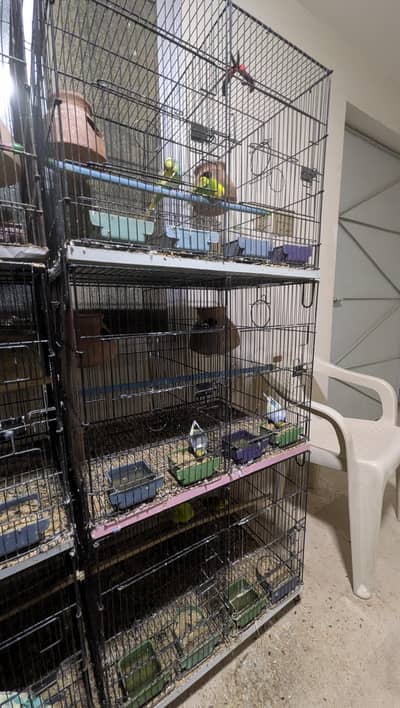 Small Australian birds setup for urgent sale
