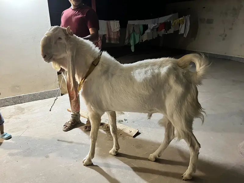 Gulabi breader age 2 year — photo 5
