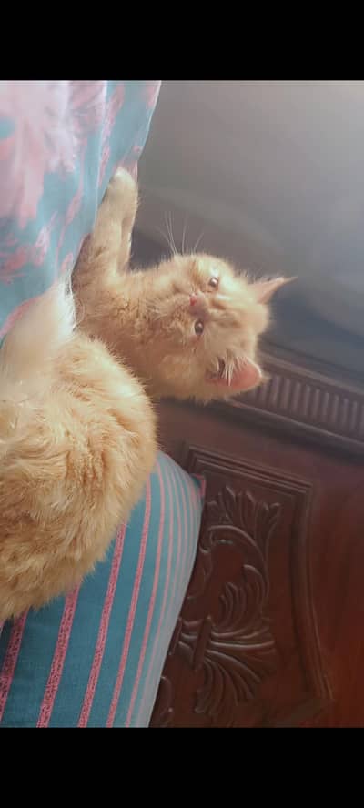 Ginger Persian/triple coated/female kitten/extreme face