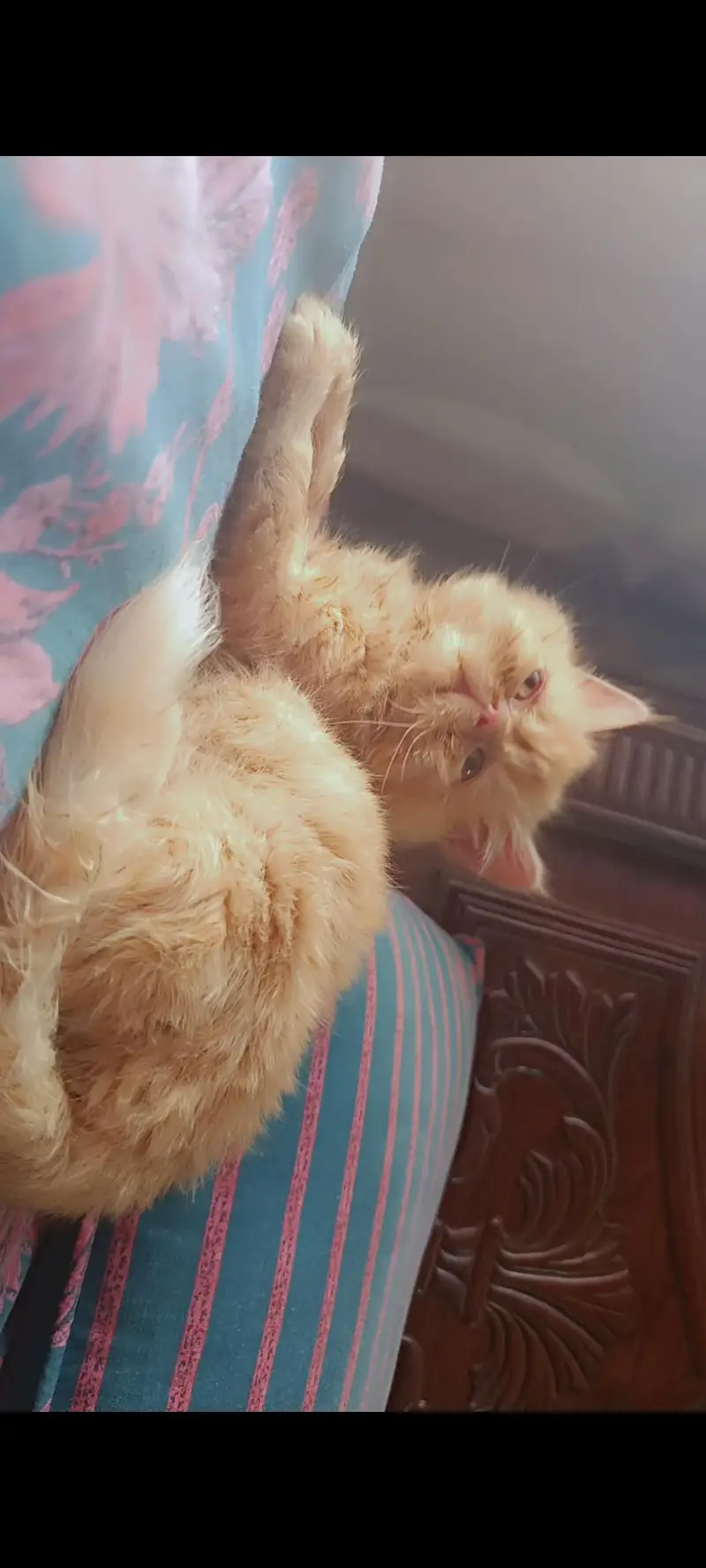 Ginger Persian/triple coated/female kitten/extreme face — photo 2