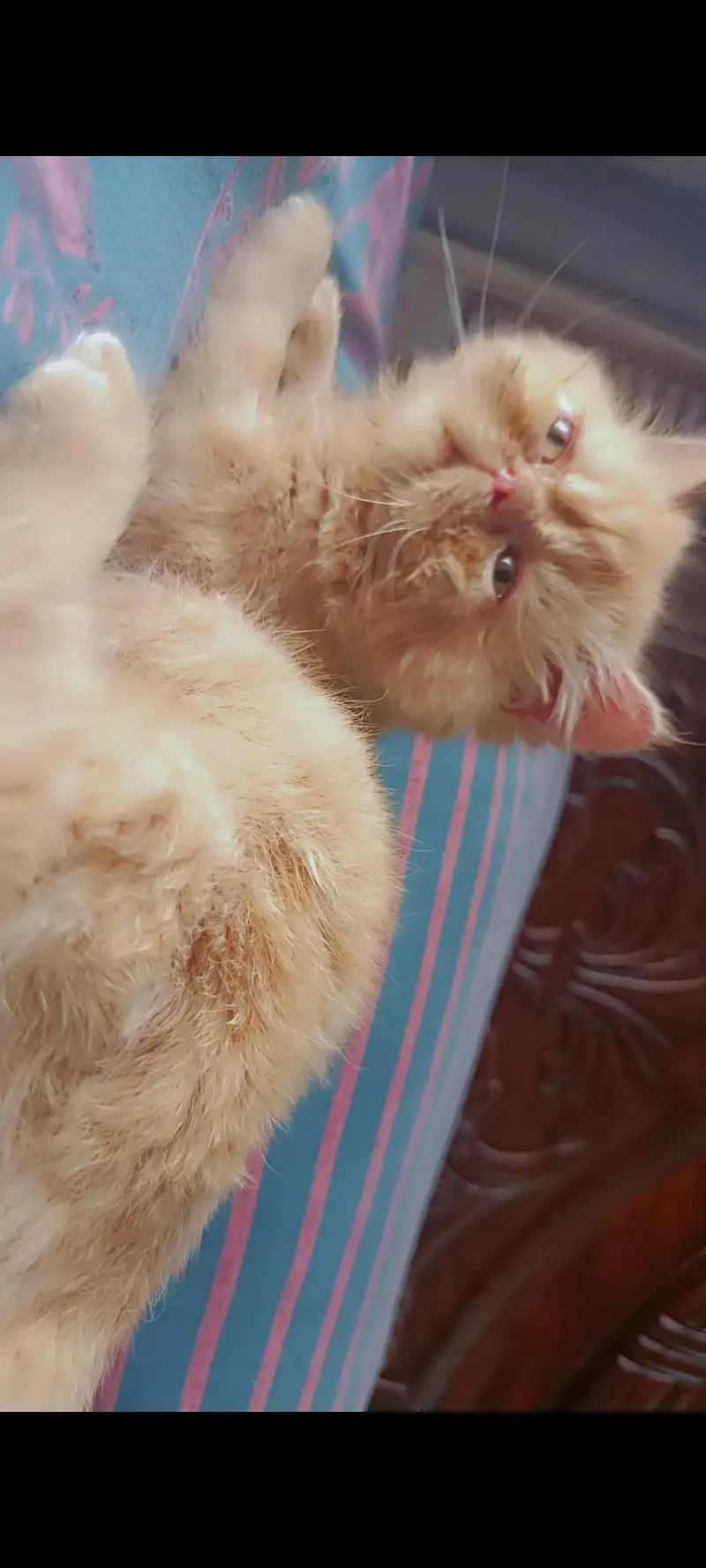 Ginger Persian/triple coated/female kitten/extreme face — photo 3