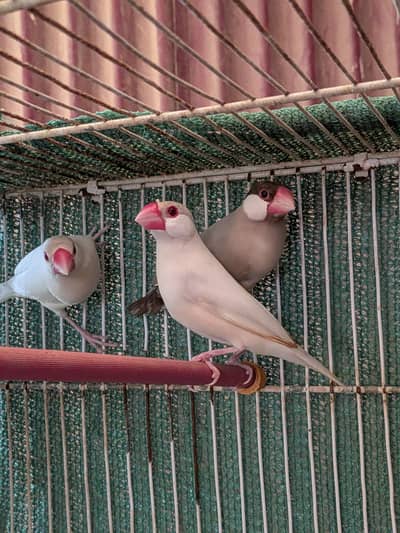 Opal, White, Fawn java