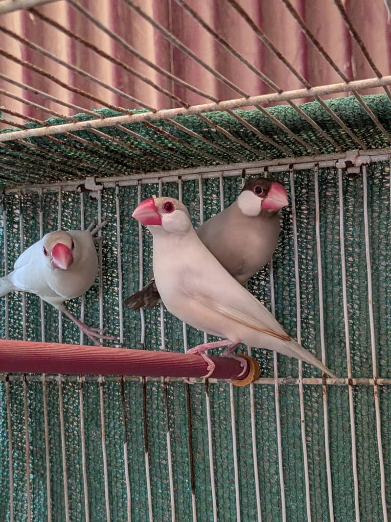 Opal, White, Fawn java 0