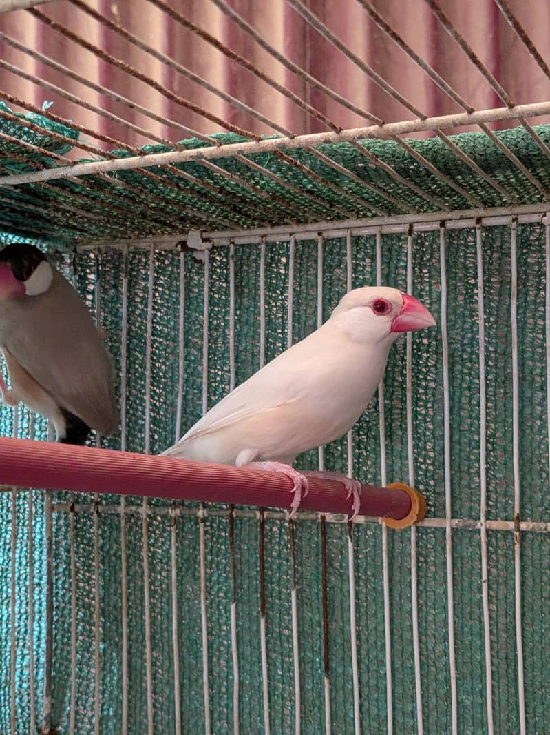 Opal, White, Fawn java 1