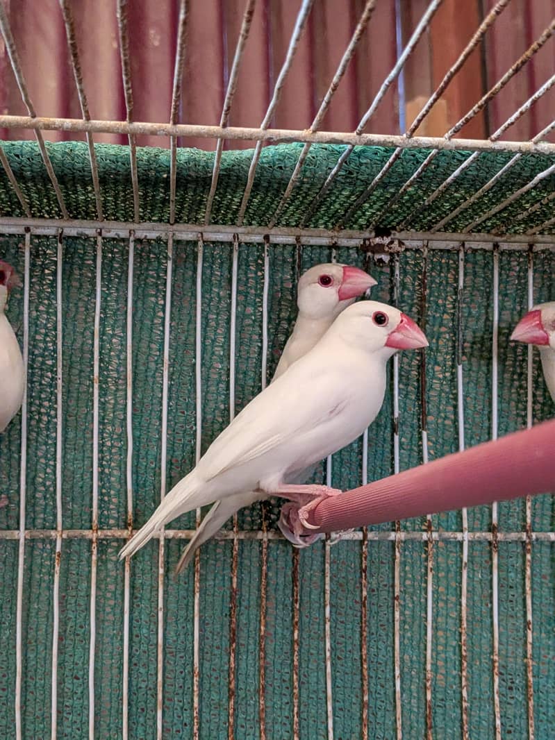 Opal, White, Fawn java 2