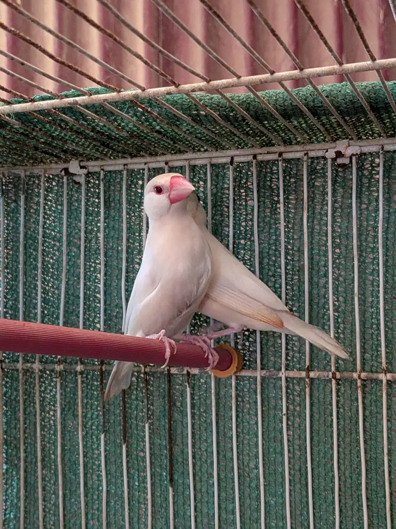 Opal, White, Fawn java — photo 4