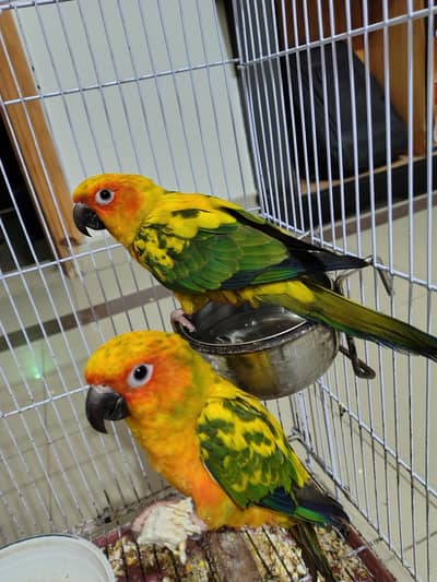 Sun Conure Red Factor For Sale 0333-66-100-40