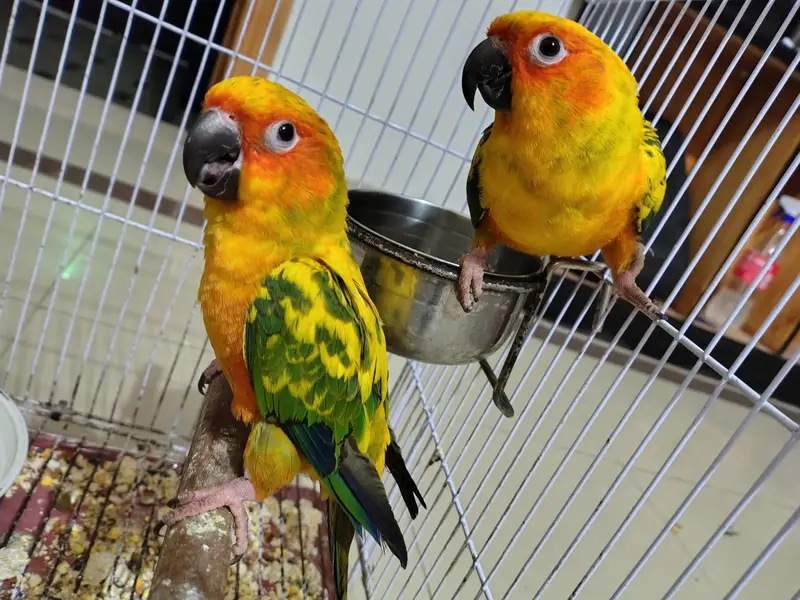 Sun Conure Red Factor For Sale 0333-66-100-40 — photo 2