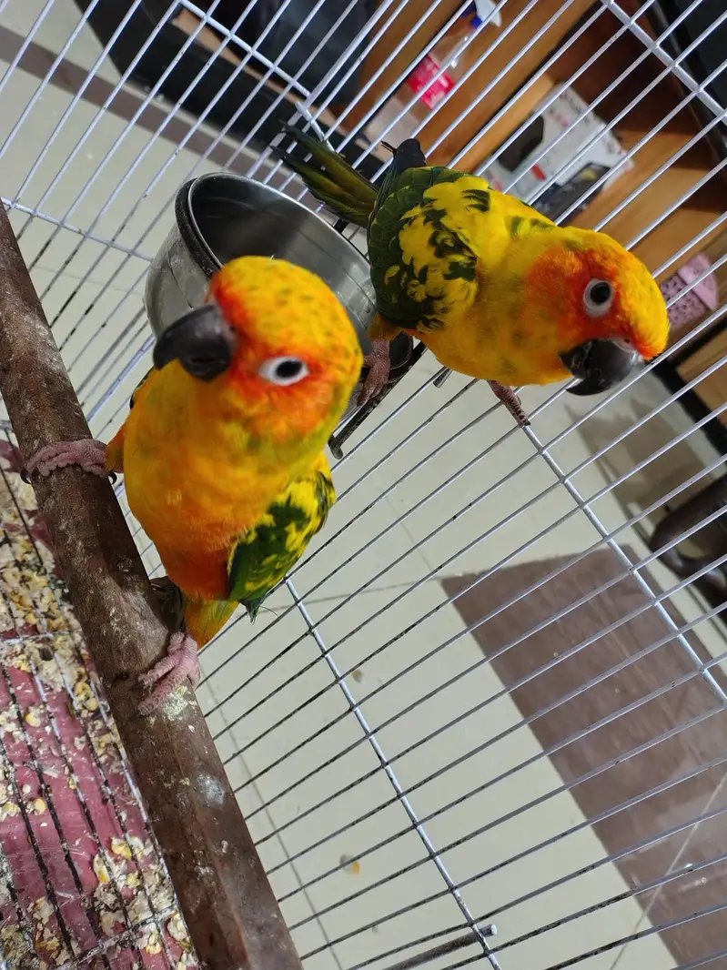 Sun Conure Red Factor For Sale 0333-66-100-40 — photo 3