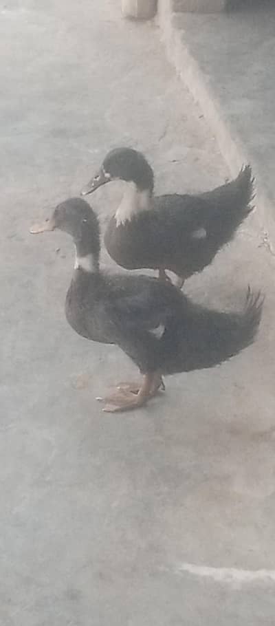 duck sell