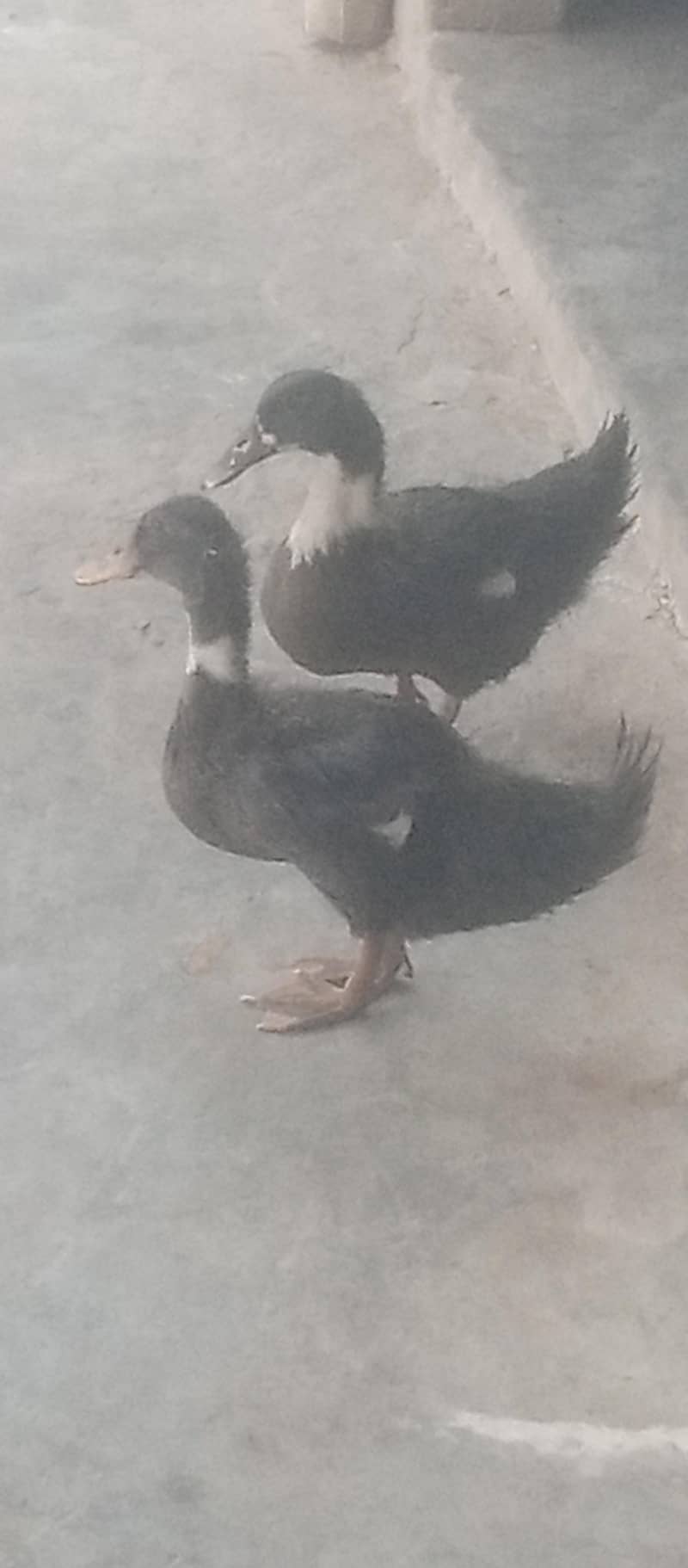 duck sell 0