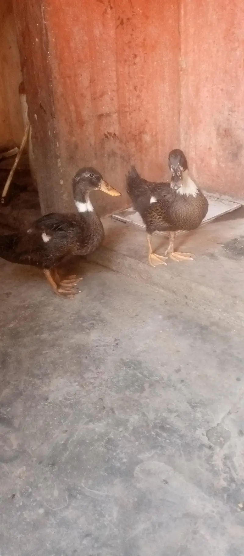 duck sell — photo 2