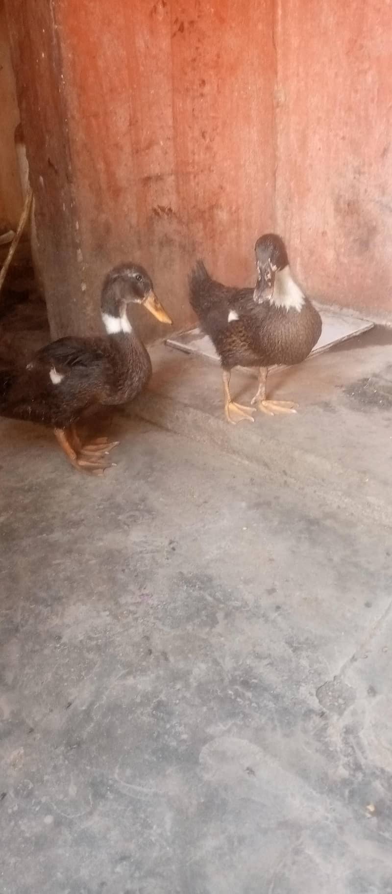 duck sell 2