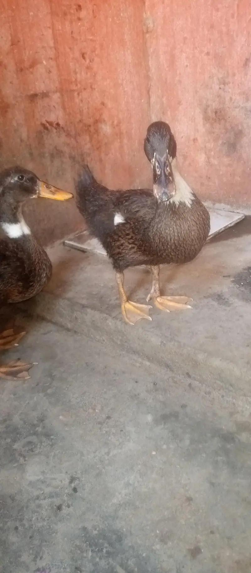 duck sell — photo 4