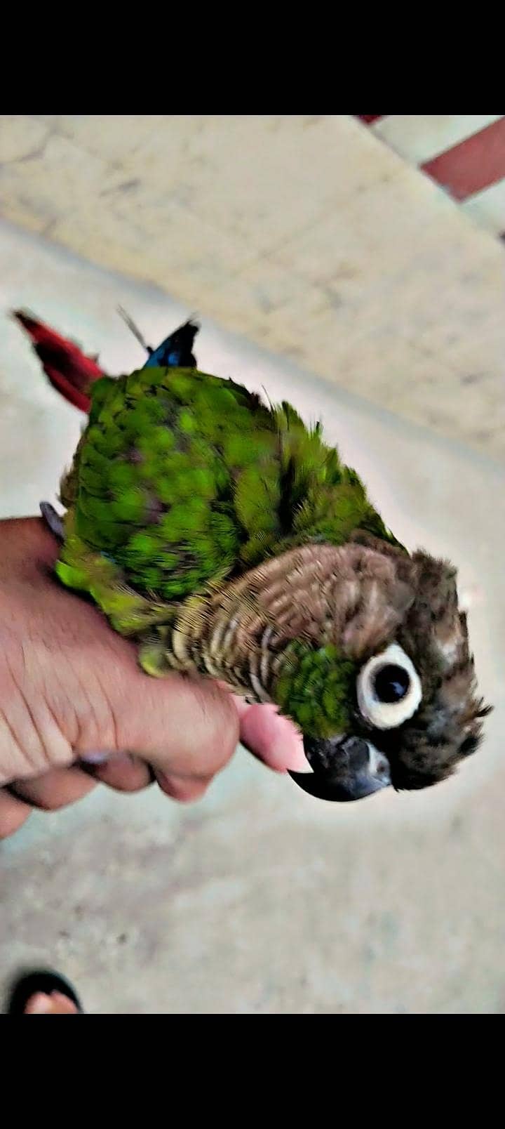 Greenchik conoure 0