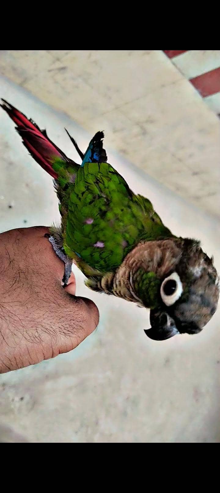 Greenchik conoure 1