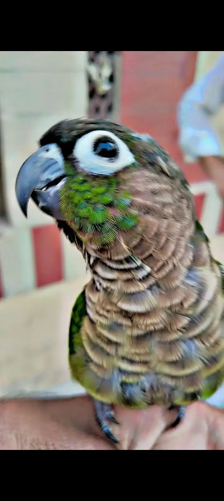 Greenchik conoure — photo 3