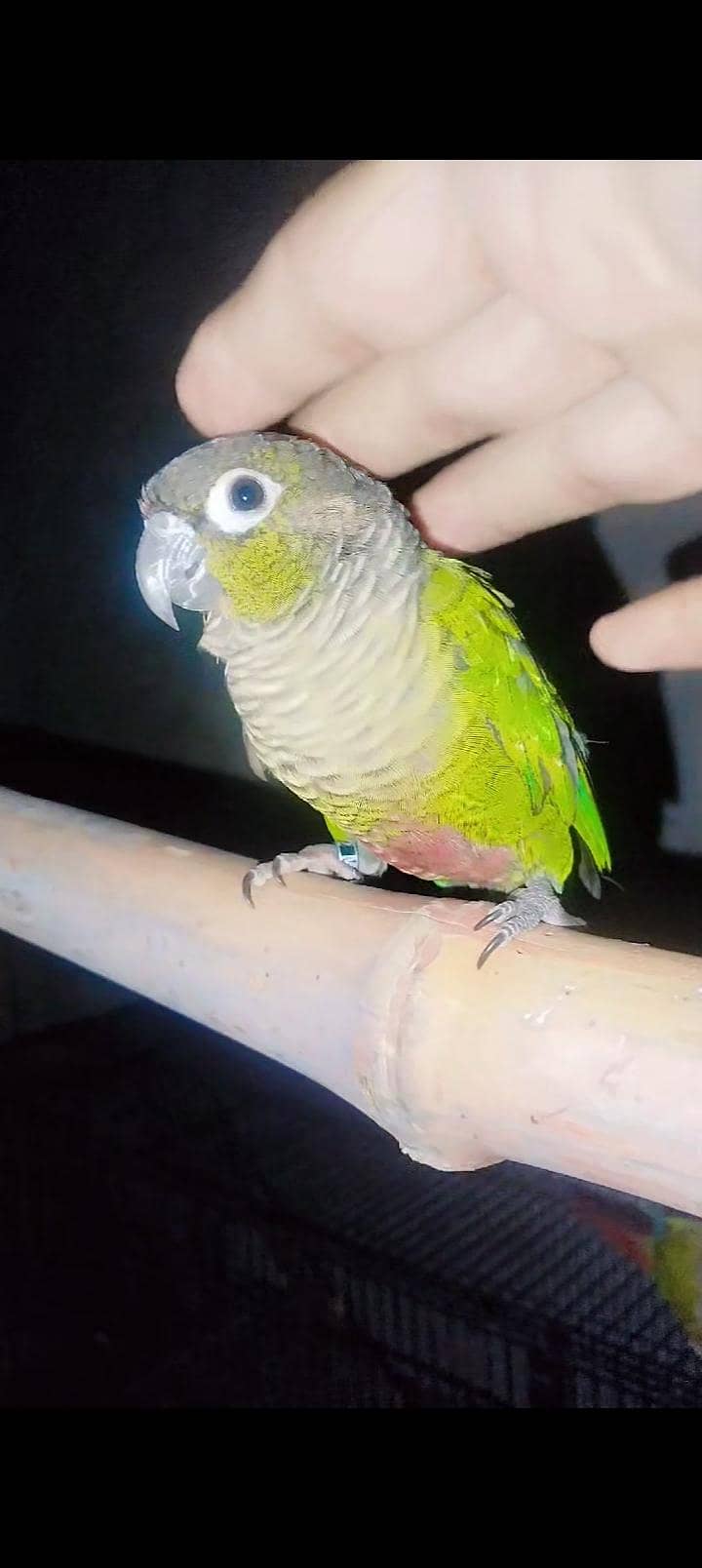 Greenchik conoure 4