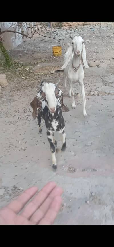 healthy Goats