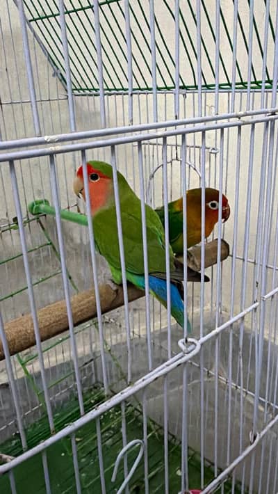 Lovebird pair breeder