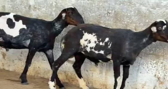 Dumba Chakki Ablak