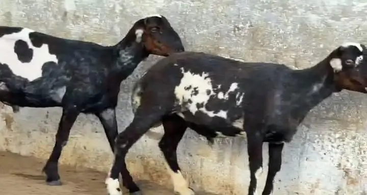 Dumba Chakki Ablak