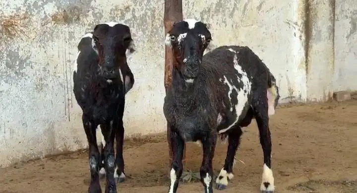 Dumba Chakki Ablak — photo 4