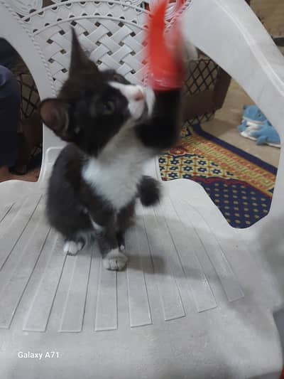 Persion Tocsido Kitten