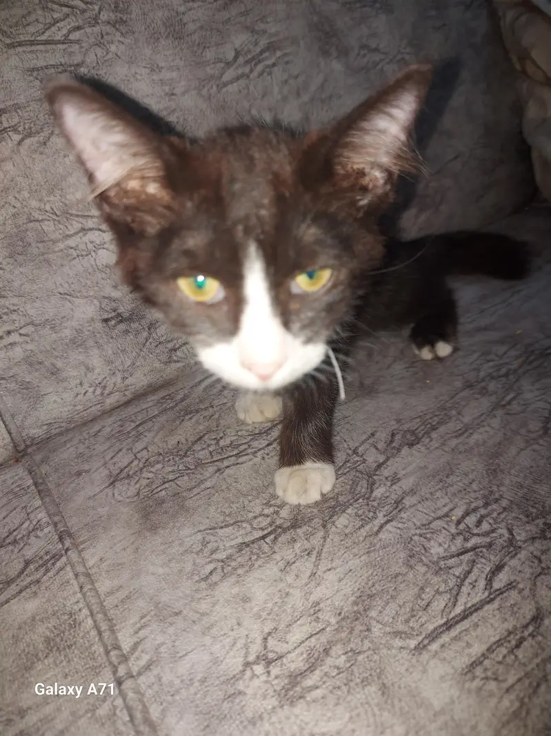 Persion Tocsido Kitten — photo 2