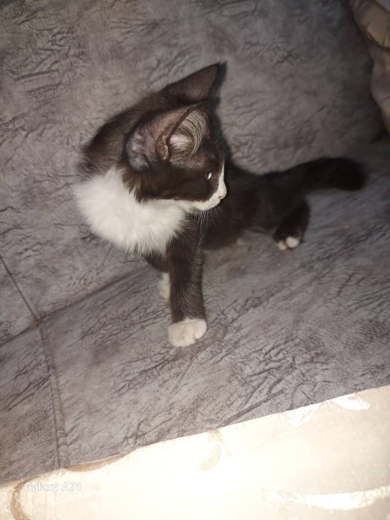 Persion Tocsido Kitten 2