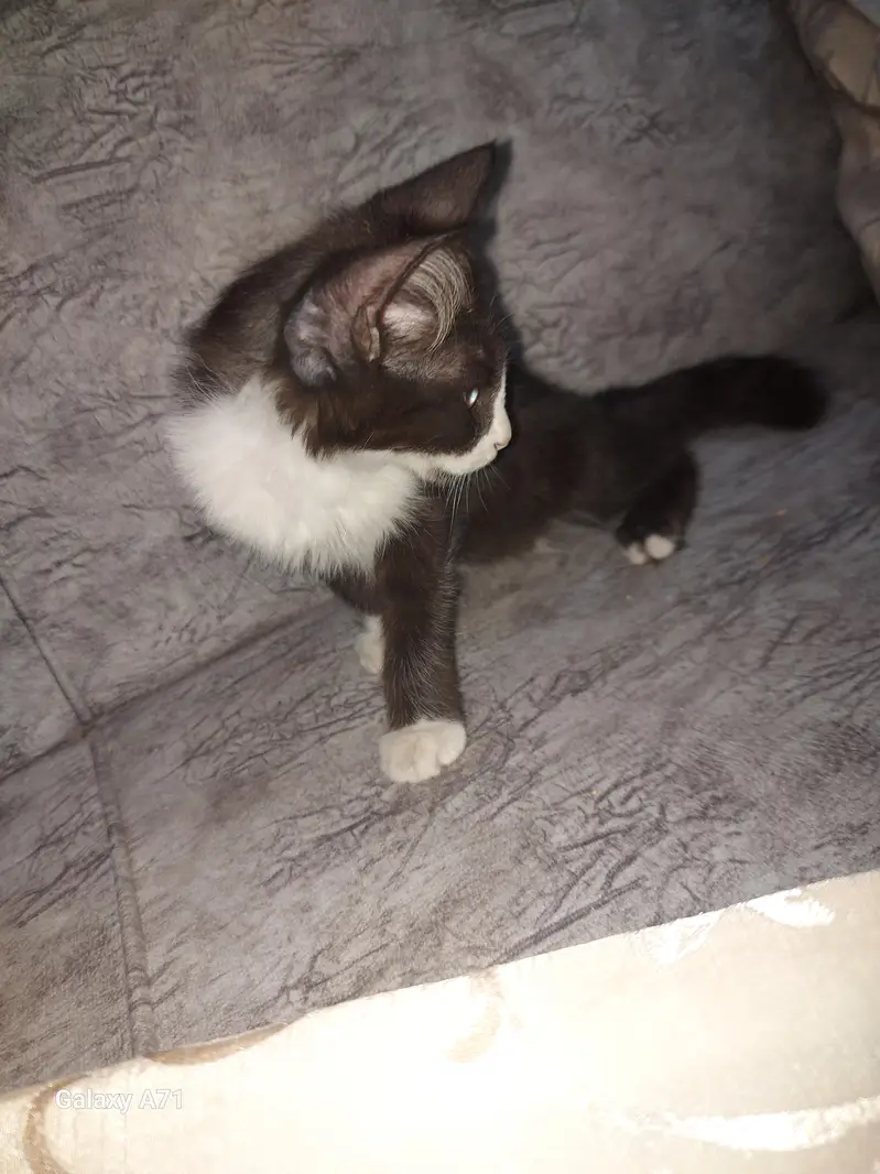 Persion Tocsido Kitten — photo 3