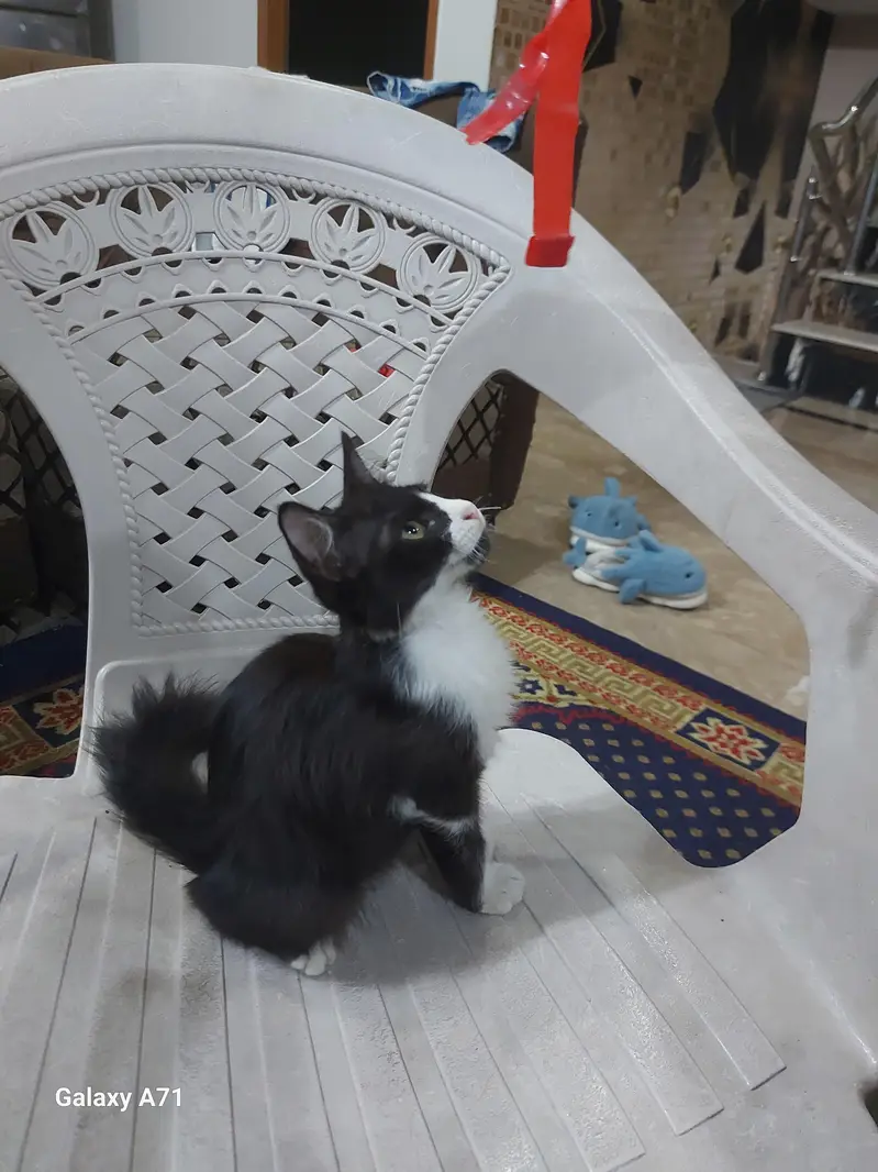 Persion Tocsido Kitten — photo 5