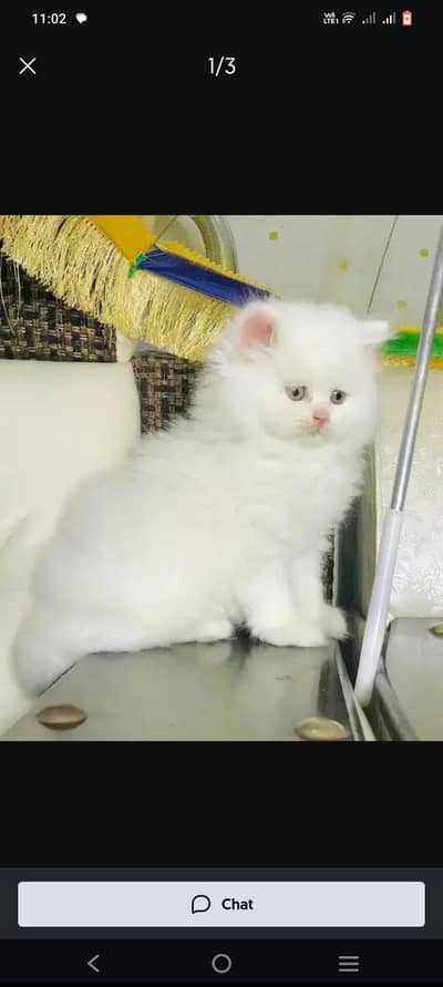 ii want sall my pirsion cat