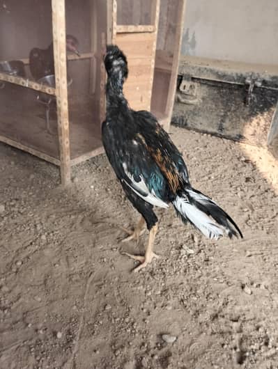 aseel patha  for sale