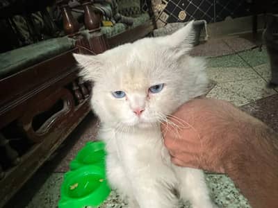 White Male persian Cat for Sale