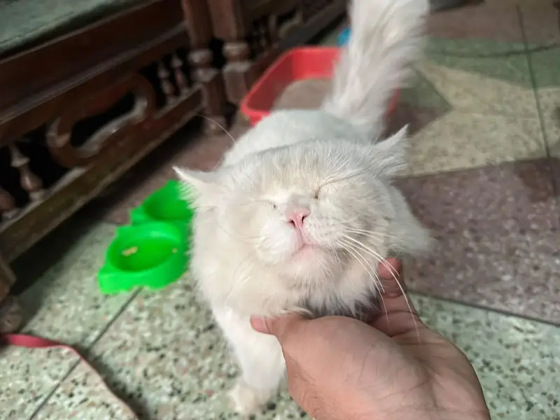 White Male persian Cat for Sale — photo 2
