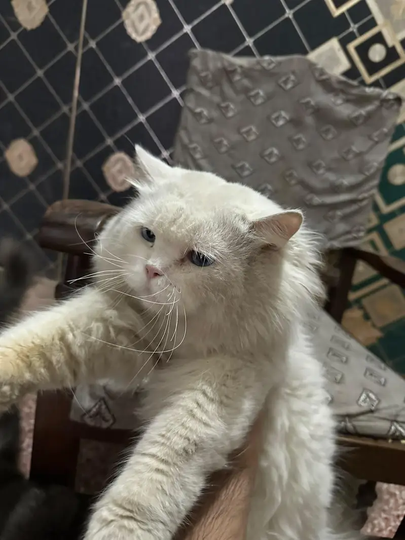White Male persian Cat for Sale — photo 3
