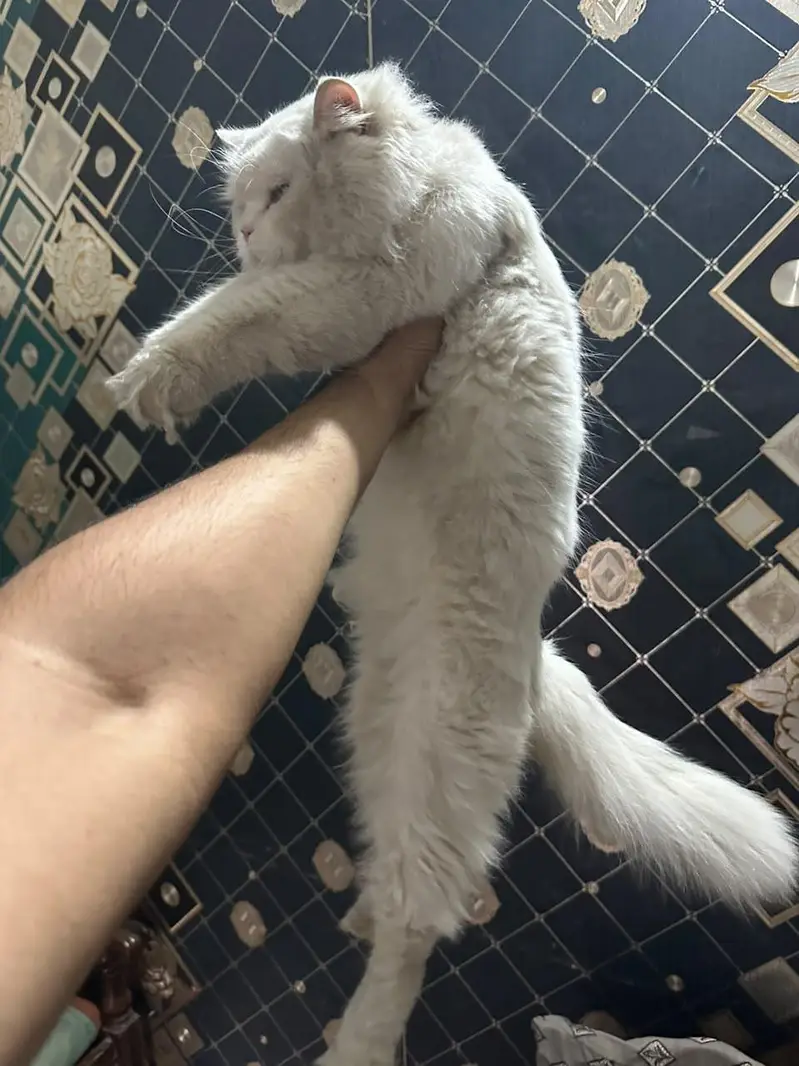 White Male persian Cat for Sale — photo 4