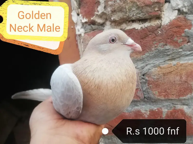 Mukhi Pigeons — photo 2