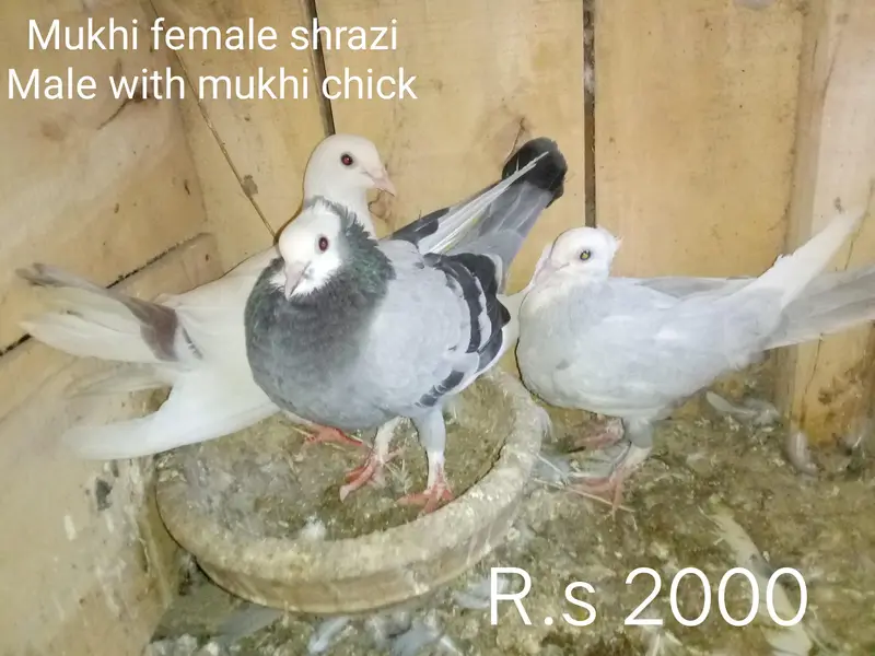 Mukhi Pigeons — photo 3