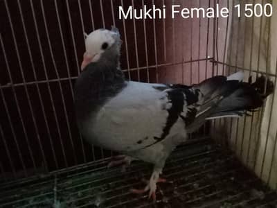 Mukhi Pigeons