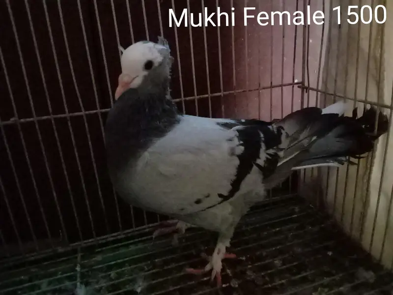 Mukhi Pigeons — photo 4