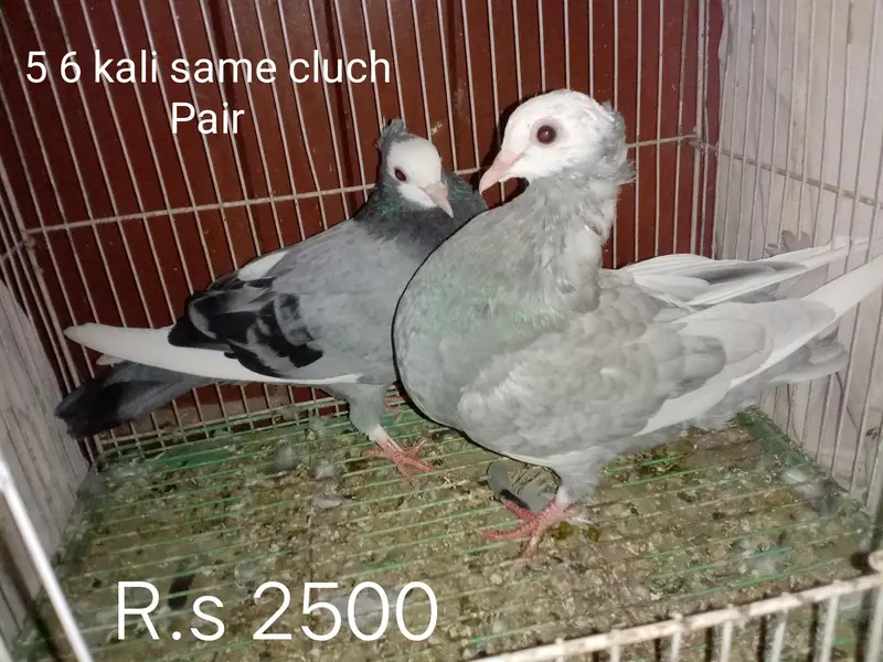 Mukhi Pigeons — photo 5