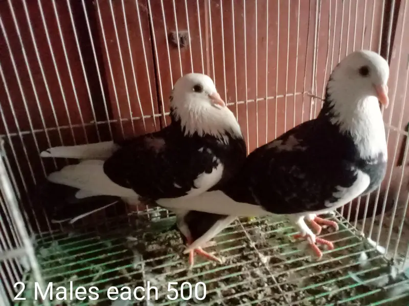Mukhi Pigeons — photo 6
