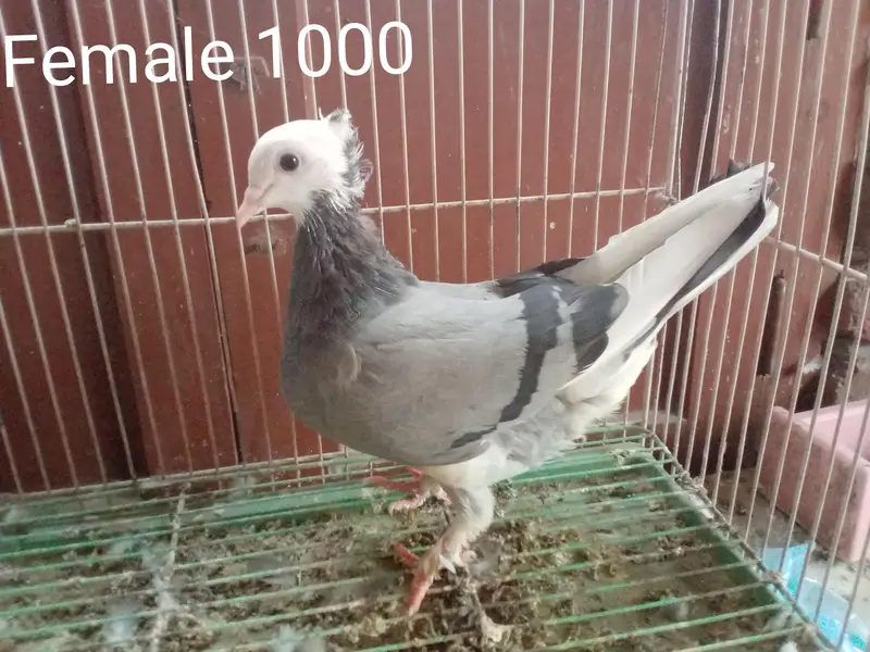 Mukhi Pigeons — photo 7