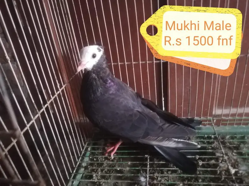 Mukhi Pigeons — photo 8