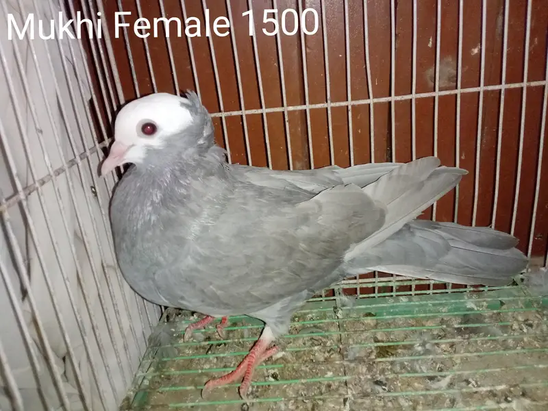 Mukhi Pigeons — photo 9