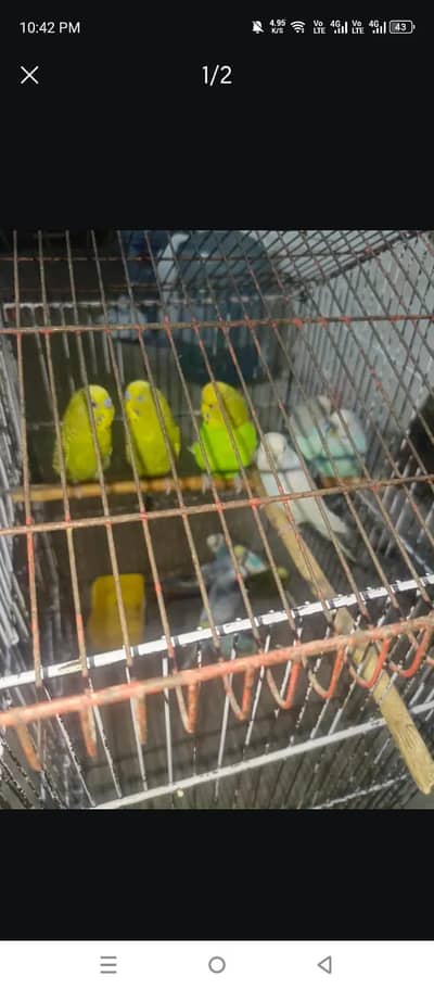 Bajri pair breader for sale healthy active