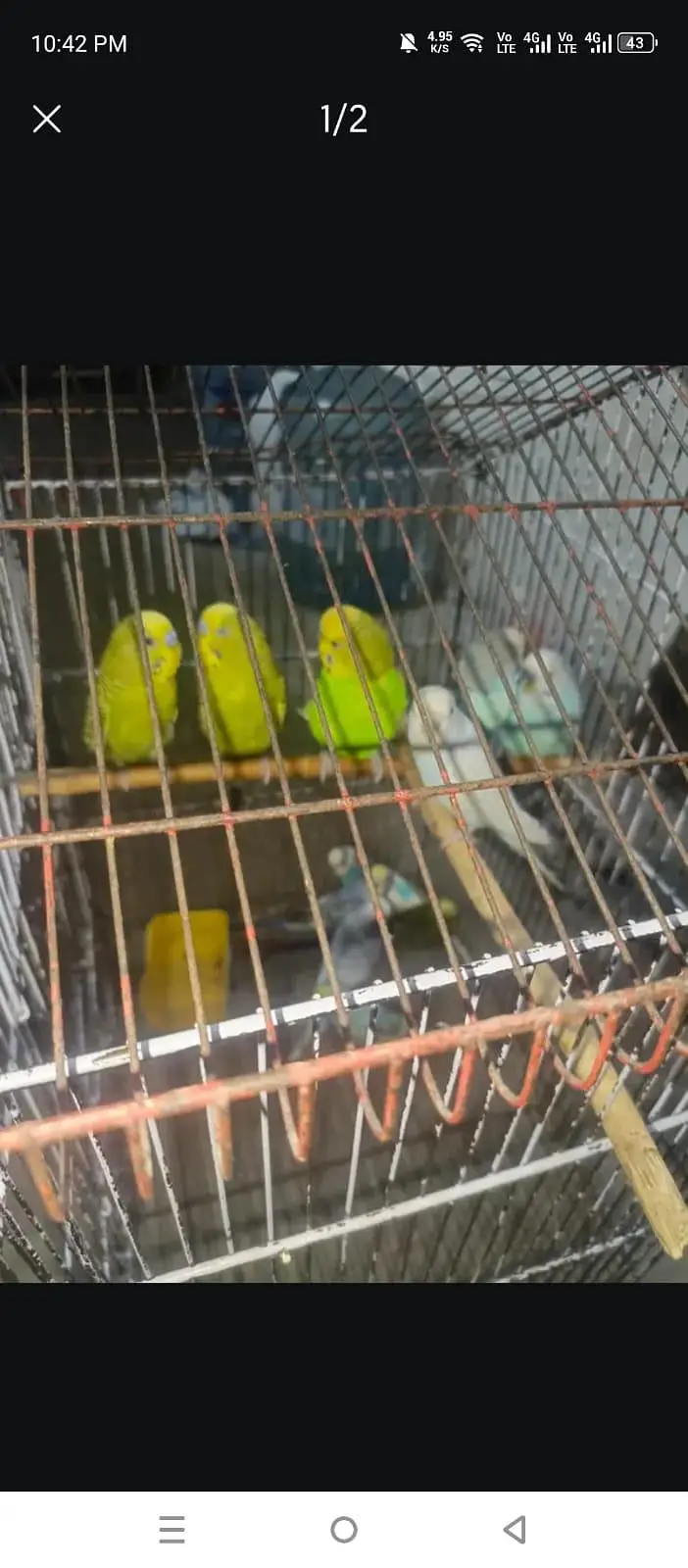 Bajri pair breader for sale healthy active — photo 3